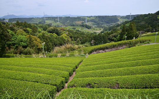 茶草場